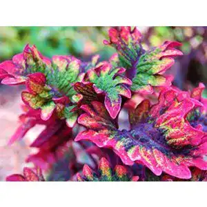 Buntnessel-Samen Grow Your Secret Garden Coleus ‘Rococo’