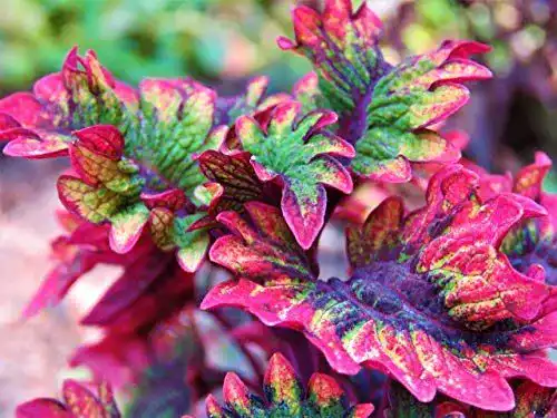 Buntnessel-Samen Grow Your Secret Garden Coleus ‘Rococo’