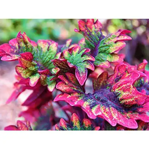 Buntnessel-Samen Grow Your Secret Garden Coleus ‘Rococo’