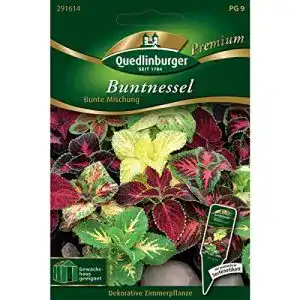 Buntnessel-Samen Quedlinburger Buntnessel, Bunte Mischung