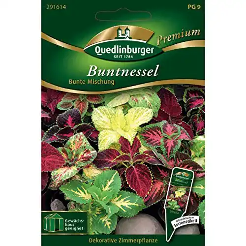 Buntnessel-Samen Quedlinburger Buntnessel, Bunte Mischung