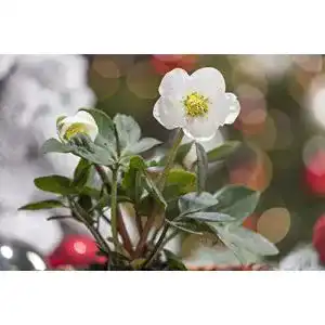 Christrose