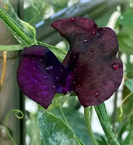 Duftwicken-Samen Thysanotus-Versand Duftwicke Black Knight