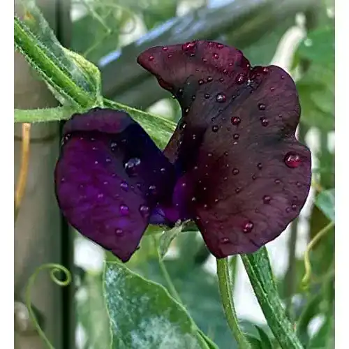 Duftwicken-Samen Thysanotus-Versand Duftwicke Black Knight
