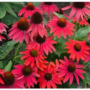 Echinacea-Pflanze