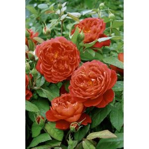 Englische Rosen Rosen Union Englische Rose ‘Benjamin Britten’