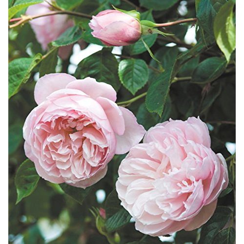 Die beste englische rosen rosen union englische rose david austin Bestsleller kaufen