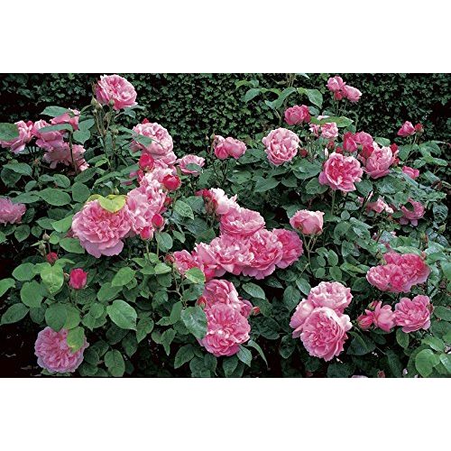 Die beste englische rosen rosen union englische rose mary rose Bestsleller kaufen
