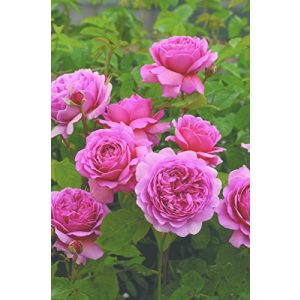 Englische Rosen Rosen Union Englische Rose ‘Princess Alexandra