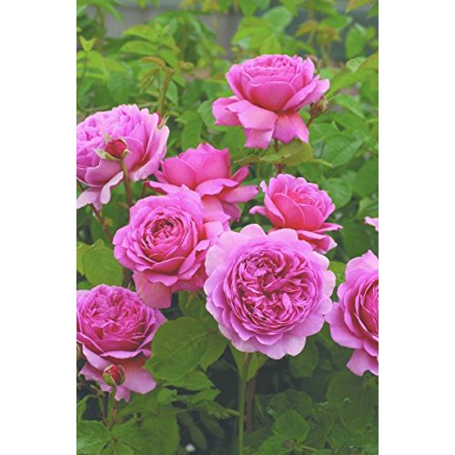 Die beste englische rosen rosen union englische rose princess alexandra Bestsleller kaufen