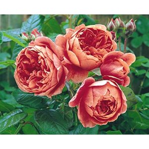 Englische Rosen Rosen Union Englische Rose ‘Summer Song’