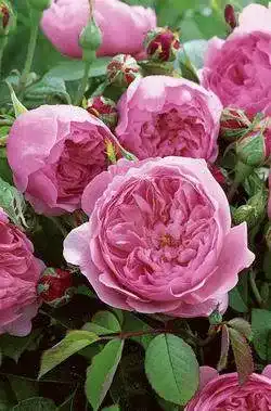 Englische Rosen Rosen Union Englische Rose ‘The Alnwick Rose’