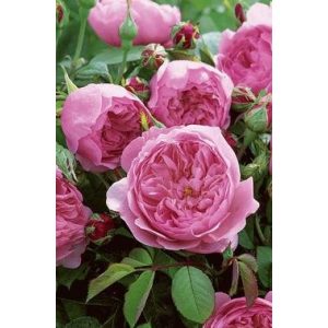 Englische Rosen Rosen Union Englische Rose ‘The Alnwick Rose’