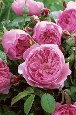 Die beste englische rosen rosen union englische rose the alnwick rose Bestsleller kaufen