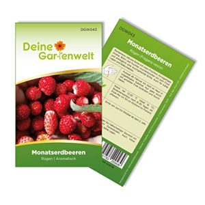 Erdbeer-Samen Deine Gartenwelt Monatserdbeeren Rügen