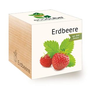 Erdbeer-Samen Feel Green 296350 Ecocube Erdbeere, Bio Samen