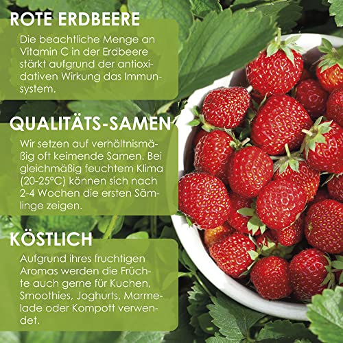 Erdbeer-Samen HappySeed Erdbeeren Samen (Fragaria)