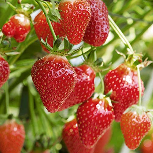 Erdbeer-Samen Minigarden, enthält zwischen 300 und 340 Samen