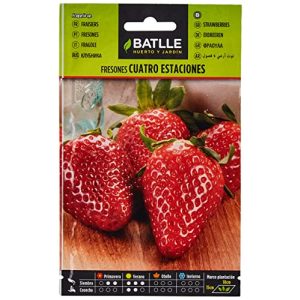 Erdbeer-Samen Semillas Batlle Batlle aromatic seeds