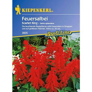 Feuersalbei Kiepenkerl – Blumen-Saatgut, Scarlet King rot