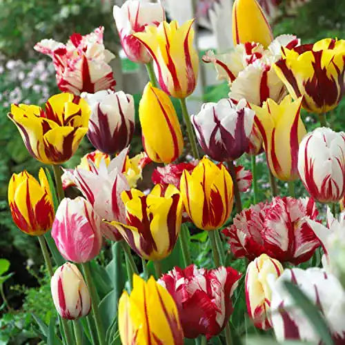 Frühblüher-Zwiebeln DUTCH BULBS EXCLUSIVE PLANTS FROM