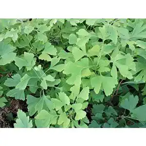 Ginkgobaum Pflanzen-Discounter24.de 2 Stk. Fächerblattbaum