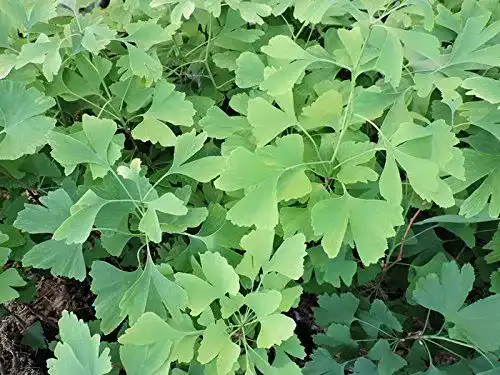 Ginkgobaum Pflanzen-Discounter24.de 2 Stk. Fächerblattbaum