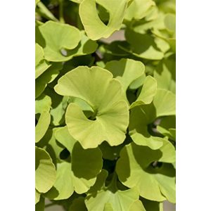 Ginkgobaum PlantaPro Ginkgo biloba ‘Mariken’ 3 L 40-60