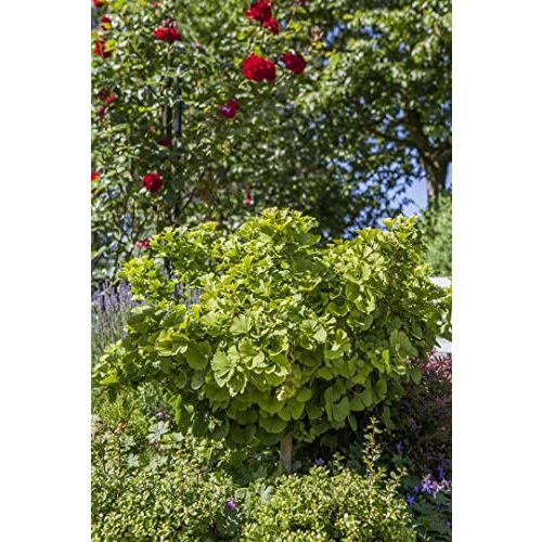 Ginkgobaum PlantaPro Ginkgo biloba ‘Mariken’ Sta C 10 Krone