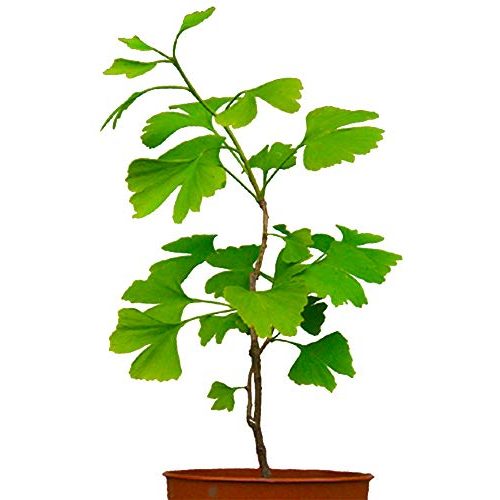 Ginkgobaum Urweltbäume Seedeo® Ginkgo biloba, 2,5 Jahre