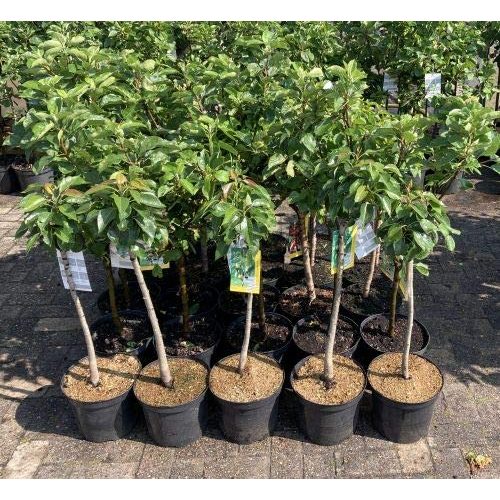 Die beste gravensteiner apfelbaum pflanzhits im topf 80 100cm Bestsleller kaufen