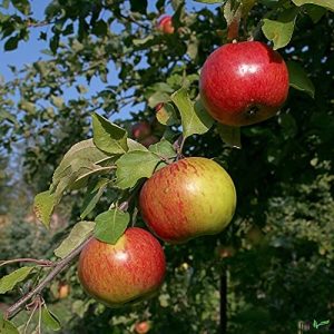 Gravensteiner Apfelbaum pille baumschulen 120-160 cm 2-jährig