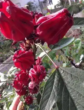 Hibiskus-Samen exoticsamen Samenraritäten aus aller Welt