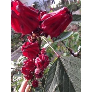 Hibiskus-Samen exoticsamen Samenraritäten aus aller Welt