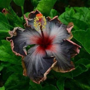 Hibiskus-Samen SVI 10 Rare Schwarz Rosa Lila Hibiskus Perinnal