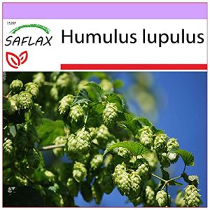 Hopfen-Samen Saflax, Heilpflanzen, Echter Hopfen, 50 Samen