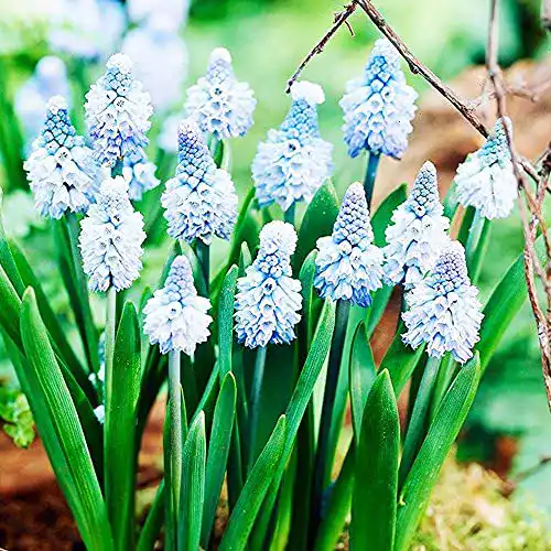 Hyazinthen-Zwiebeln COOTO Garden Traubenhyazinthe 10x