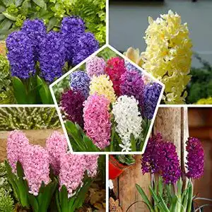 Hyazinthen-Zwiebeln DUTCH BULBS EXCLUSIVE PLANTS FROM