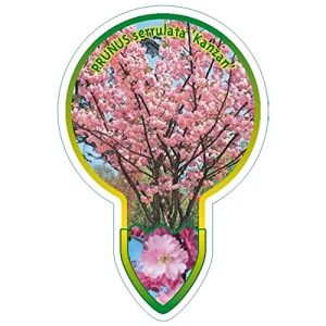 Japanische Nelkenkirsche Blumen Senf Prunus serrulata ‘Kanzan’