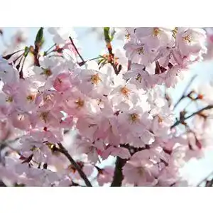 Japanische Nelkenkirsche