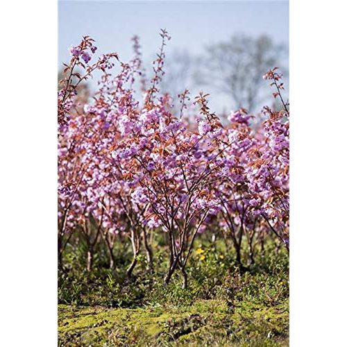 Japanische Nelkenkirsche PlantaPro Zierkirsche ‘Kazan’ 60-100cm