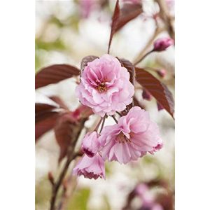 Japanische Nelkenkirsche PlantaPro Zierkirsche ‘Royal Burgundy’