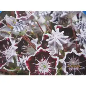 Kalmia latifolia Baumschule Pflanzenvielfalt Mitternacht