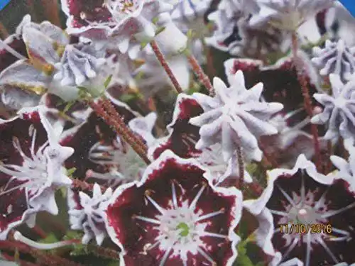 Kalmia latifolia Baumschule Pflanzenvielfalt Mitternacht
