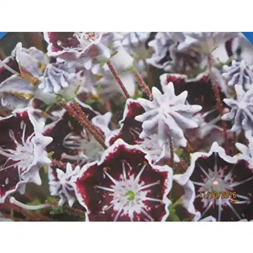 Kalmia latifolia Baumschule Pflanzenvielfalt Mitternacht