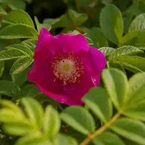 Kartoffelrose