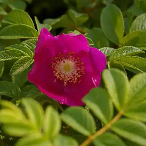 Kartoffelrose Baumschule Pflanzenvielfalt Wildrose, Rosa rugosa