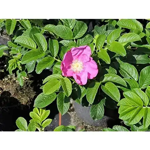 Kartoffelrose Pflanzen-Discounter24.de, 5 Stück Apfelrose
