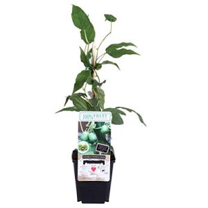 Kiwibaum Blumen Senf Mini-Kiwi Issai 30 cm, Actinidia arguta