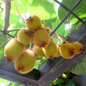 Kiwibaum Native Plants Kiwi Jenny, Actinidia chinensis ‘Jenny’